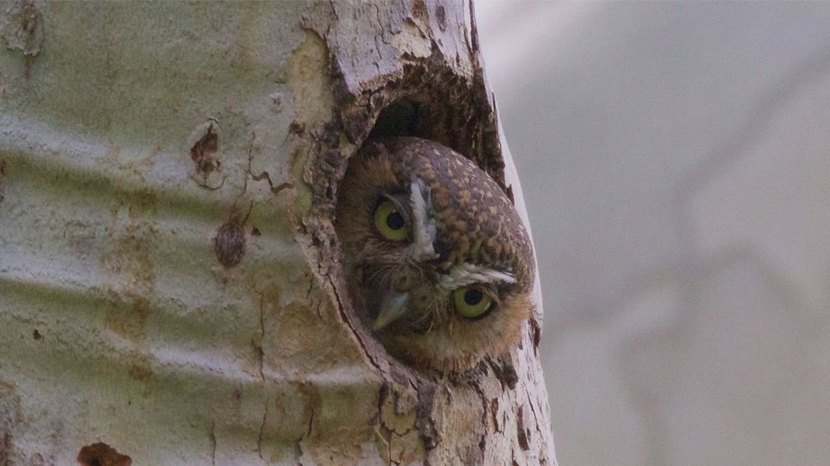 Meet the World's Smallest, Toughest Owl