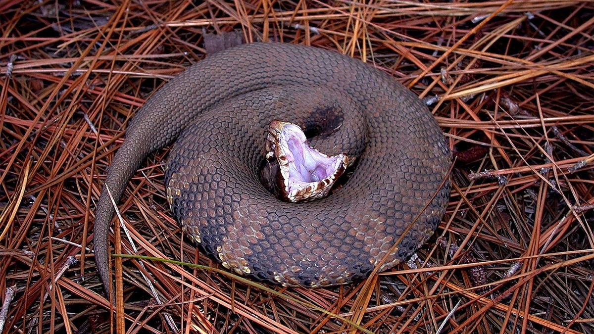 Water Moccasin, Cottonmouth: Different Names, Same Venomous Snake