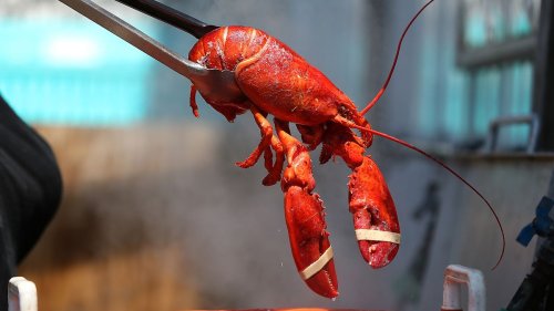 Why Is Lobster So Expensive, and Will it Stay That Way?— Plus More Lobster Tales