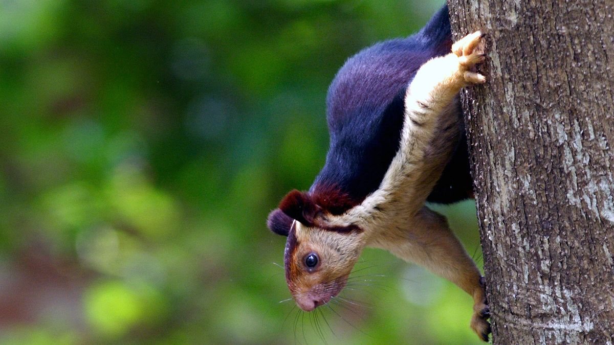 Don't Hate the Indian Giant Squirrel Because He's Beautiful