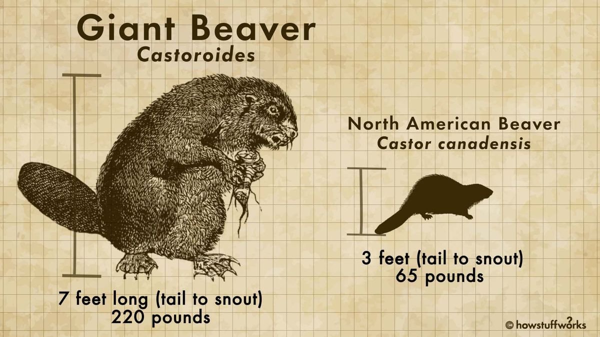 The Now-extinct Castoroides Was a Bear-sized Beaver