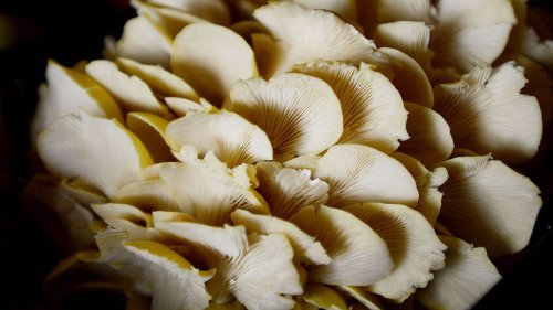 It's Easy to Grow Edible 'Shrooms in Your Kitchen