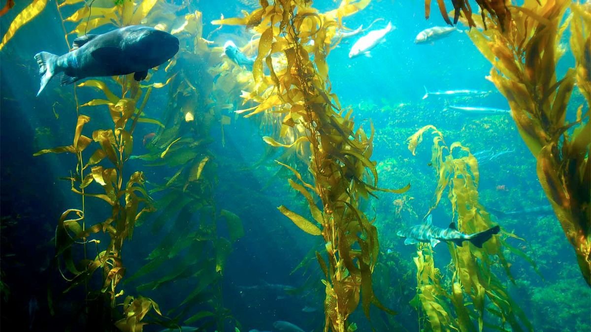 Could Giant Sea Kelp Be the Next Biofuel Source?