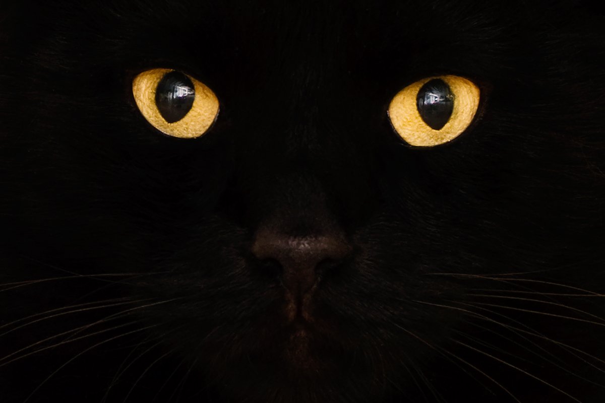 Why Are People So Superstitious About Cats?
