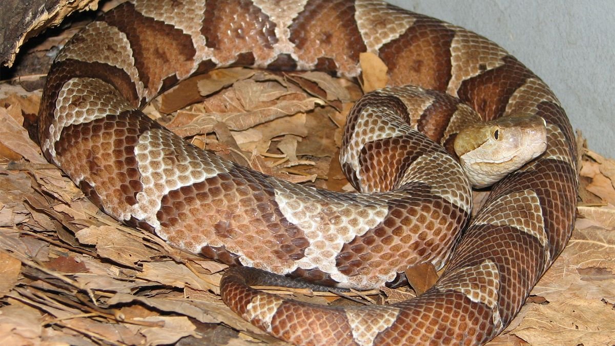 Copperhead Snakes: Not Always Lethal, But Best Left Alone