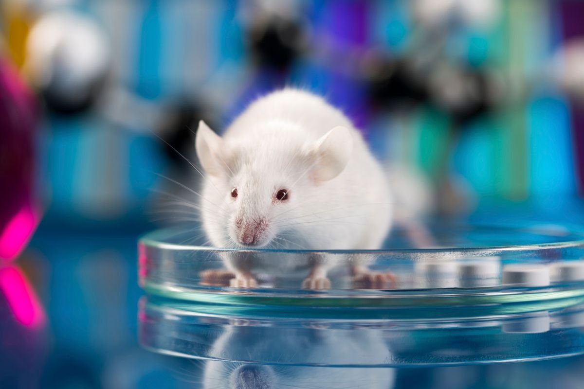Why Do We Experiment on Mice?