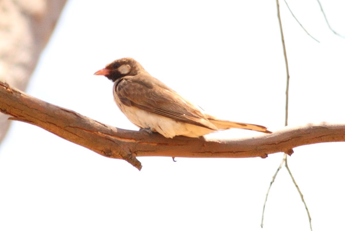 Honeyguide Birds Lead Humans Straight to Beehives