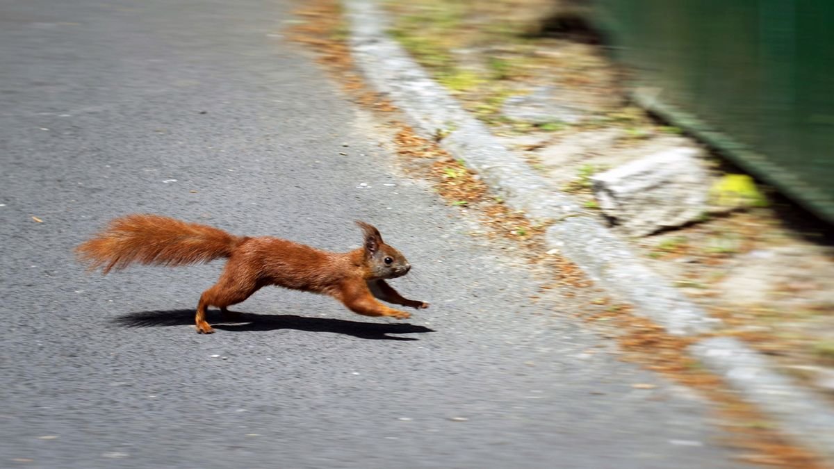 Squirrels Are Hardwired to 'Dance' When a Car's Coming