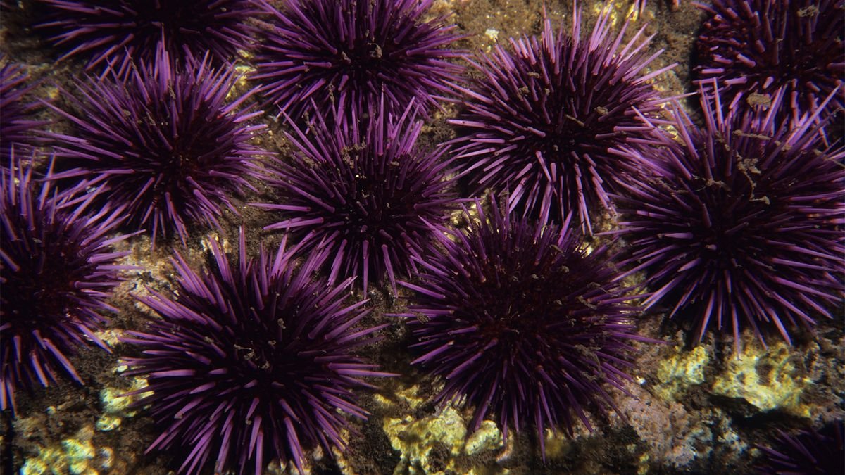 Sea Urchins Are the Edible Pincushions of the Ocean