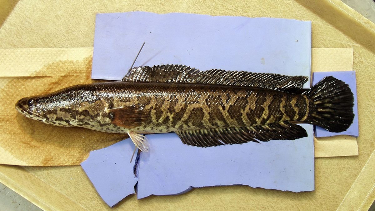 The Predatory Snakehead Fish, or 'Frankenfish,' Can 'Walk' on Dry Land
