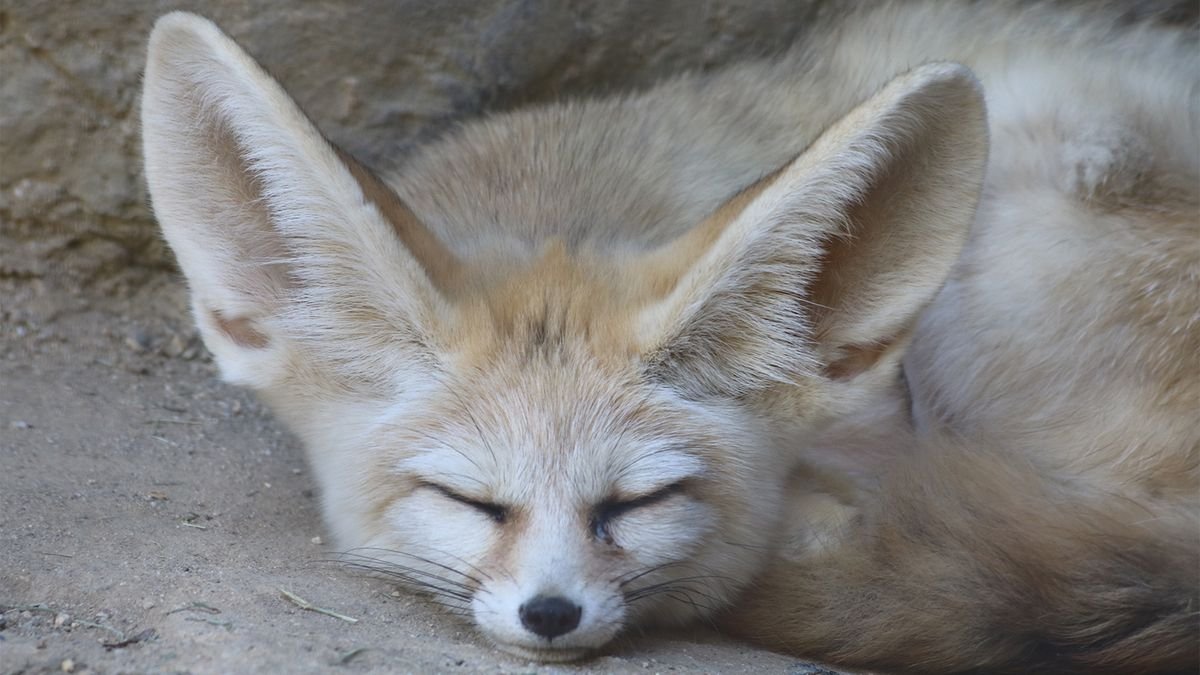 The Tiny Fennec Fox Is All Ears