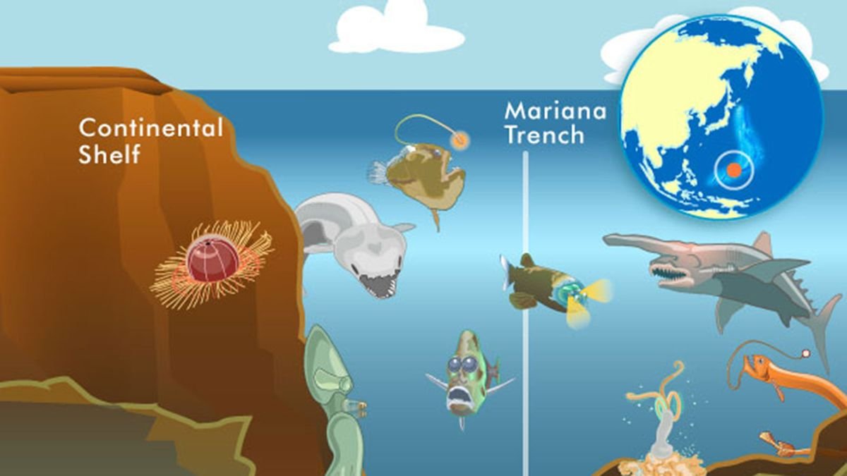 10 Weird Creatures From the Mariana Trench