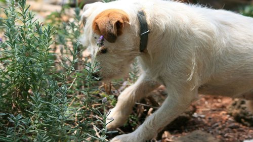 How to Make Homemade Dog Repellent — Plus Other Helpful Tips for Pet Owners