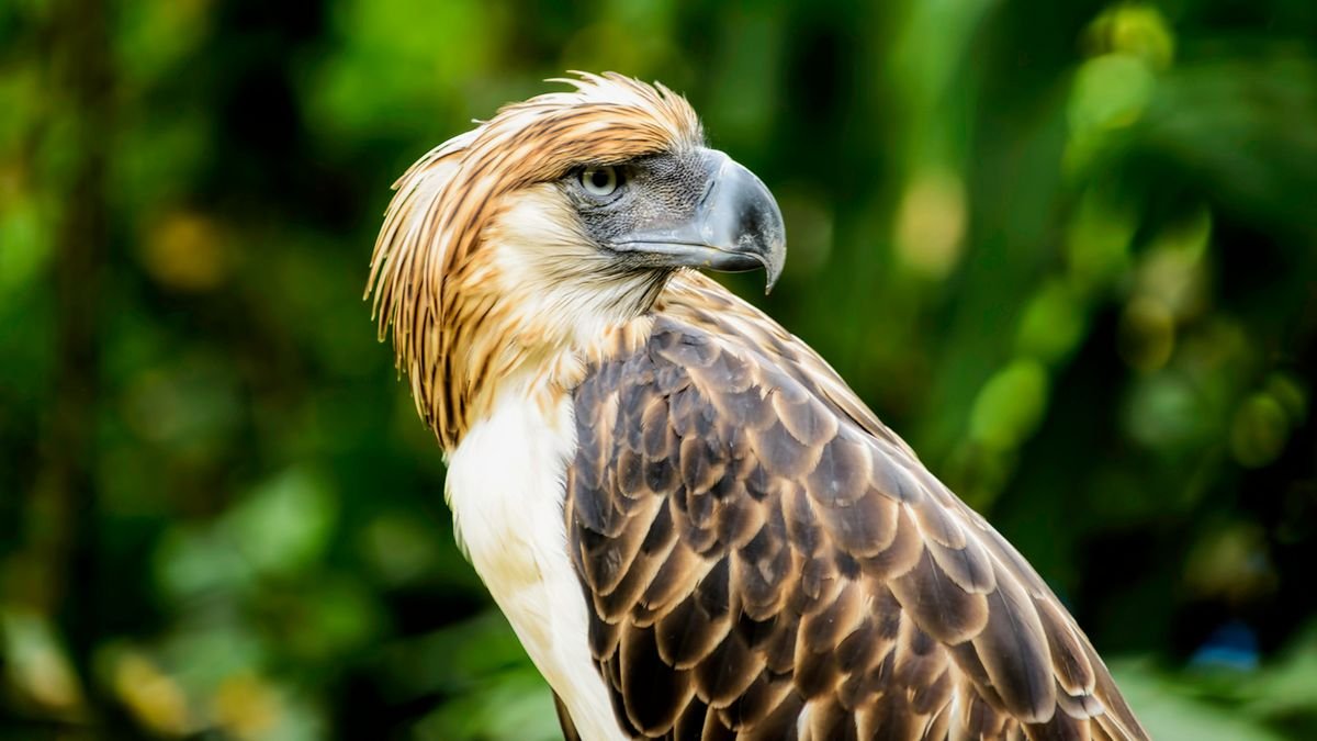 Philippine Eagle: The Bird That Lays 1 Egg Every 2 Years - cover