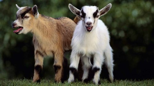 Pygmy Goats Angling to Take Dog's Place as 'Man's Best Friend'