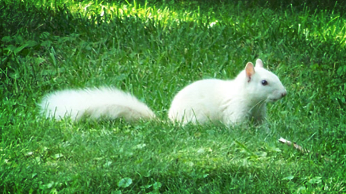Ghostly White Squirrels Haunt a Town in Transylvania County, North Carolina