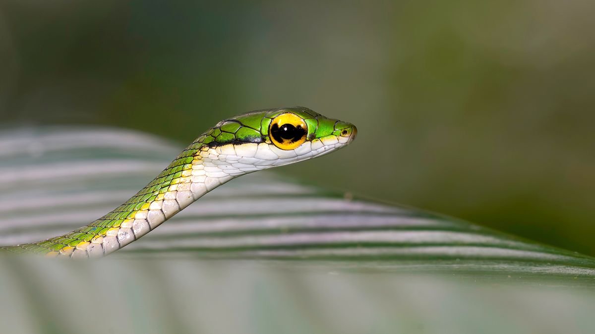 The Slender Parrot Snake Can Grow to More Than 5 Feet Long