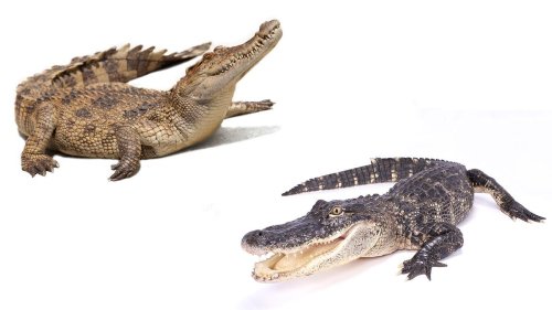 Alligator vs. Crocodile: What's the Difference? 