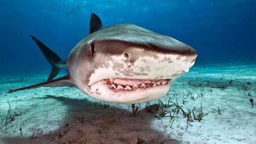The 10 Most Dangerous Sharks — Plus Other Stories for Shark Week