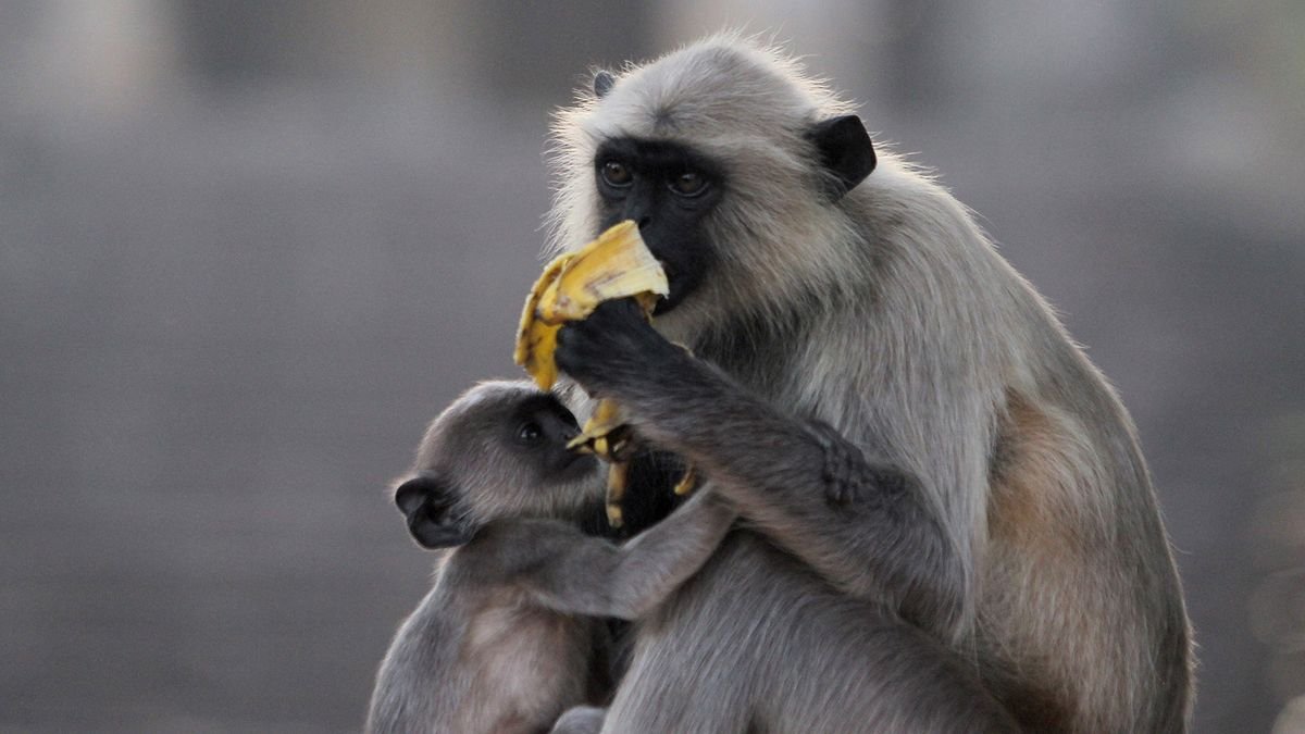 Langurs Are Primates That Love to Monkey Around