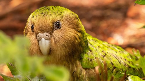 4 Kākāpō Facts That Are Almost Too Cool to Be True — Plus More About Birds