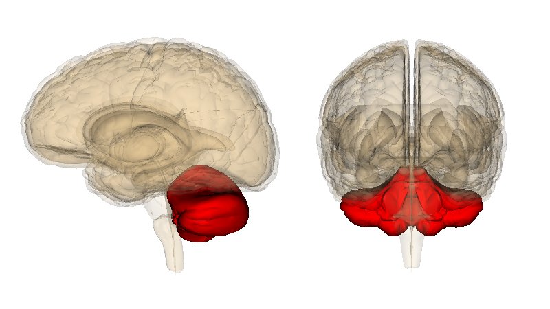 The Cerebellum Is the Body's Little Brain