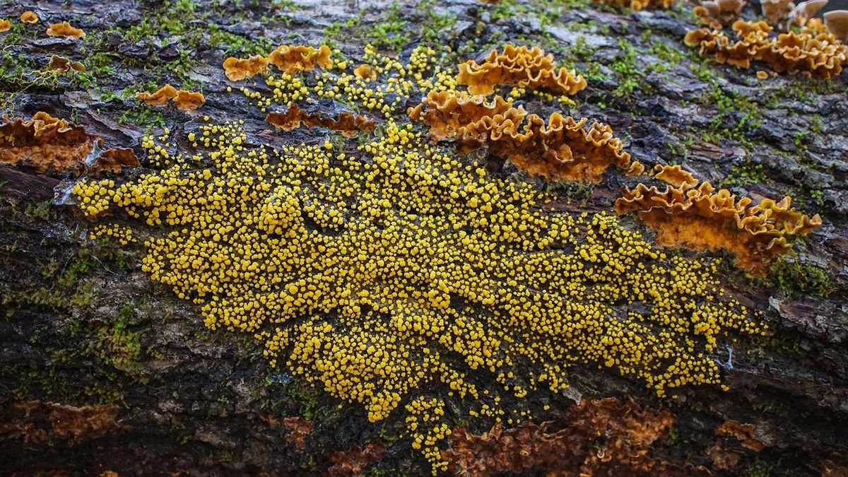 How Does a Slime Mold Make Decisions Without a Brain?