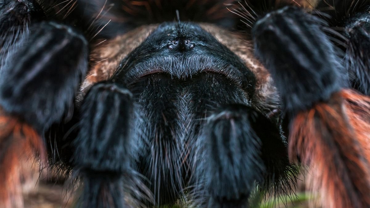 Tarantulas Are Big and Hairy But Not So Scary