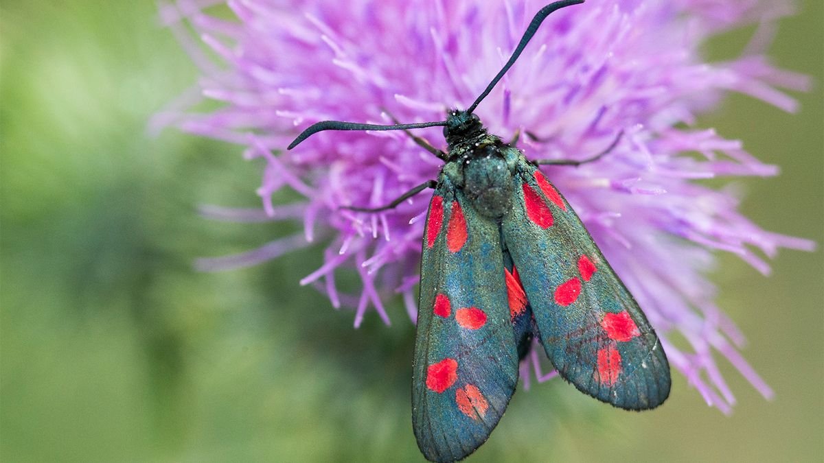 Moths Are Mother Nature's Secret Pollinators