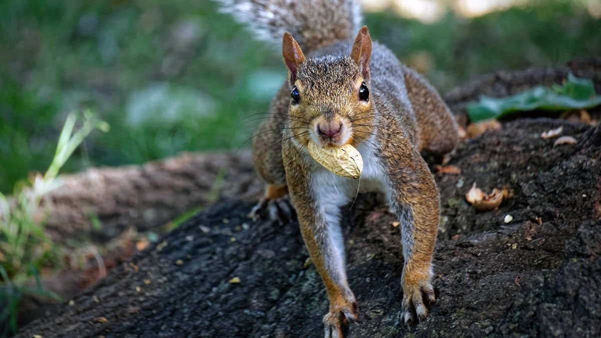 Squirrels Actually Organize Their Nut Hoard — Here's Why
