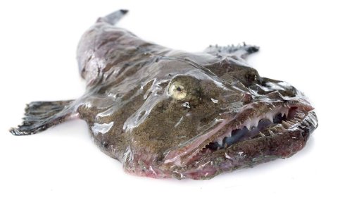 Monkfish May Be Ugly, But They Sure Taste Delicious