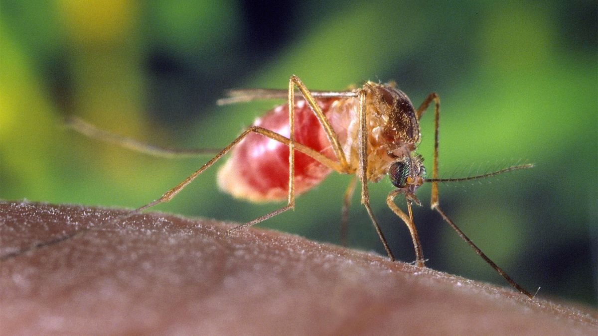 Can Viruses Make You Smell More Attractive to Mosquitoes?