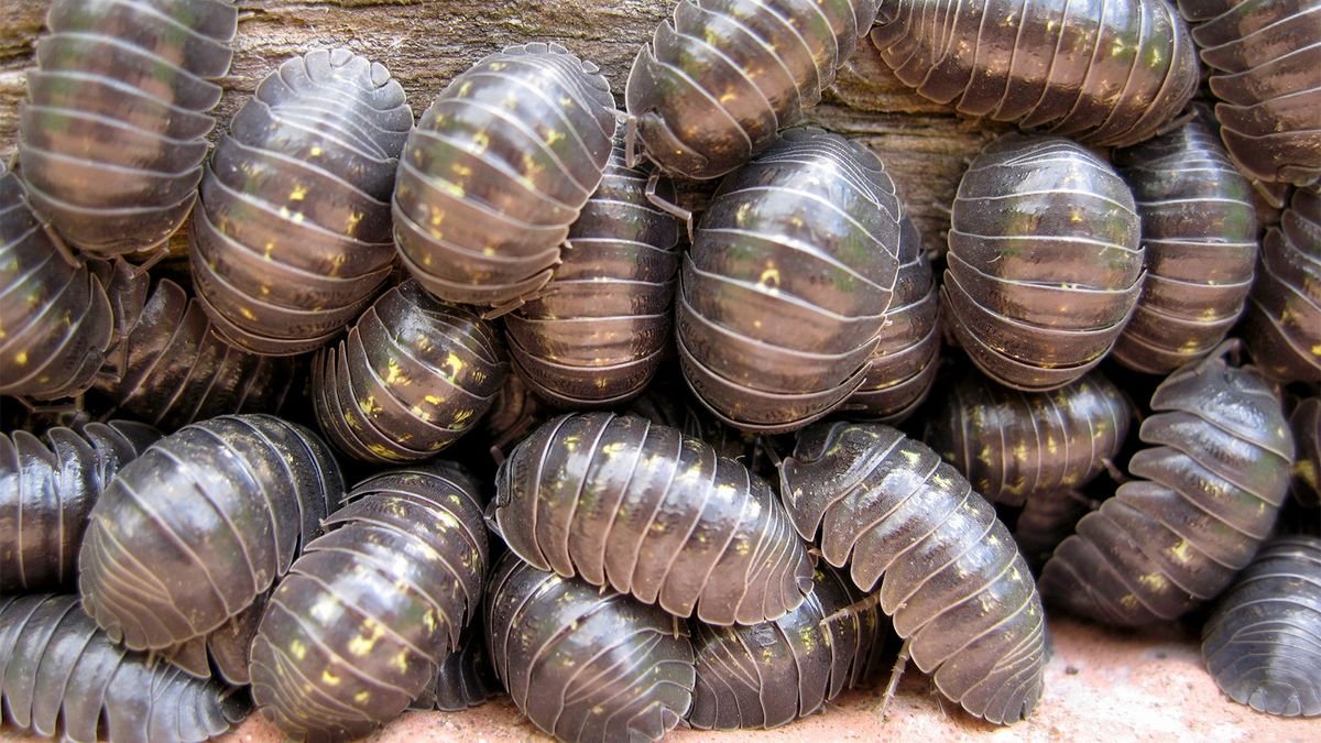 8-facts-about-the-fascinating-roly-poly