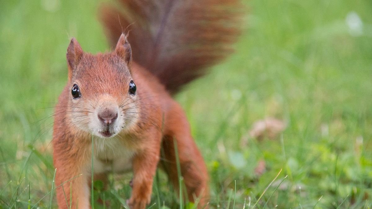 The American Red Squirrel Is Small, Territorial and Aggressive