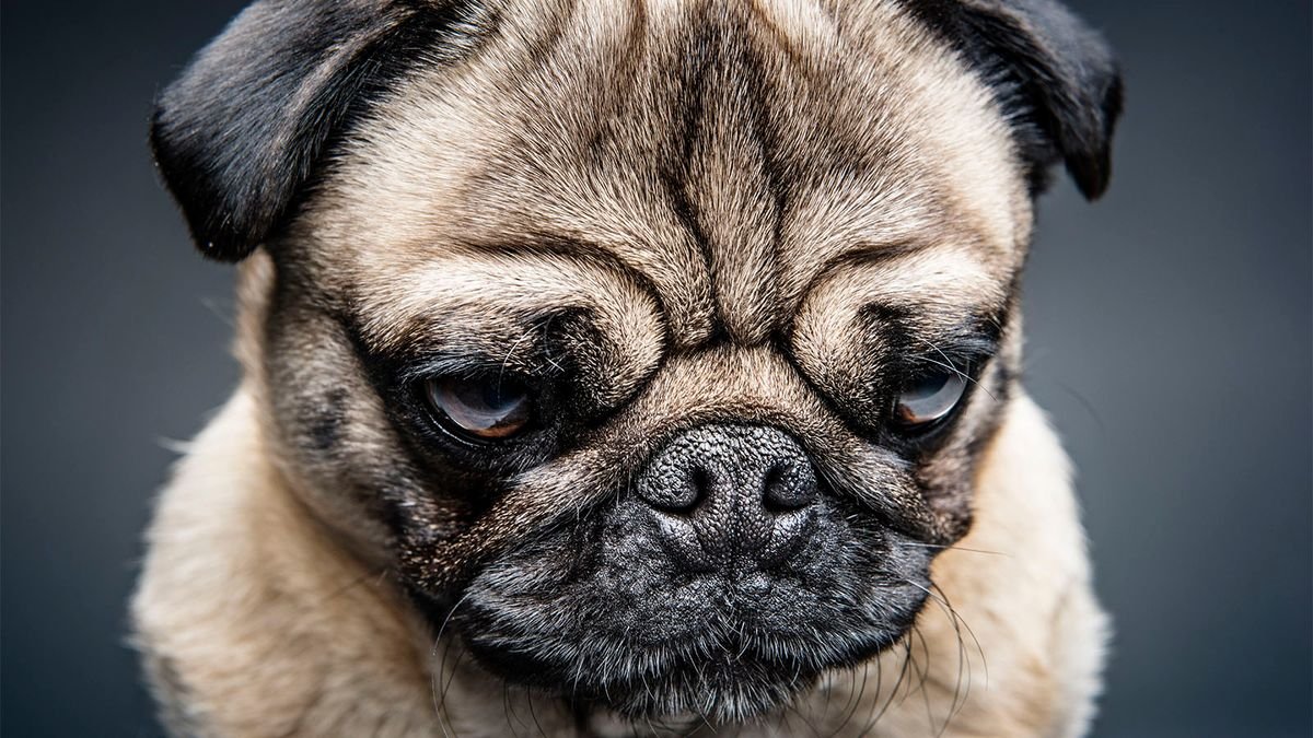 Strangers Are Better at Teaching Grumpy Dogs New Tricks, Study Says