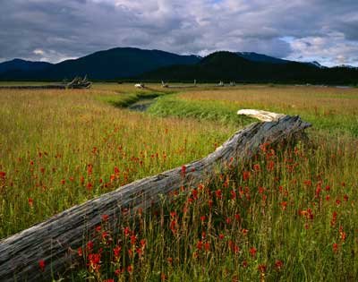 How Wetlands Work
