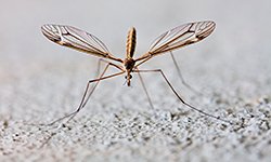 3 Tips for Backyard Mosquito Control