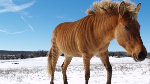 The Zonkey Has a Donkey Mom and Zebra Dad