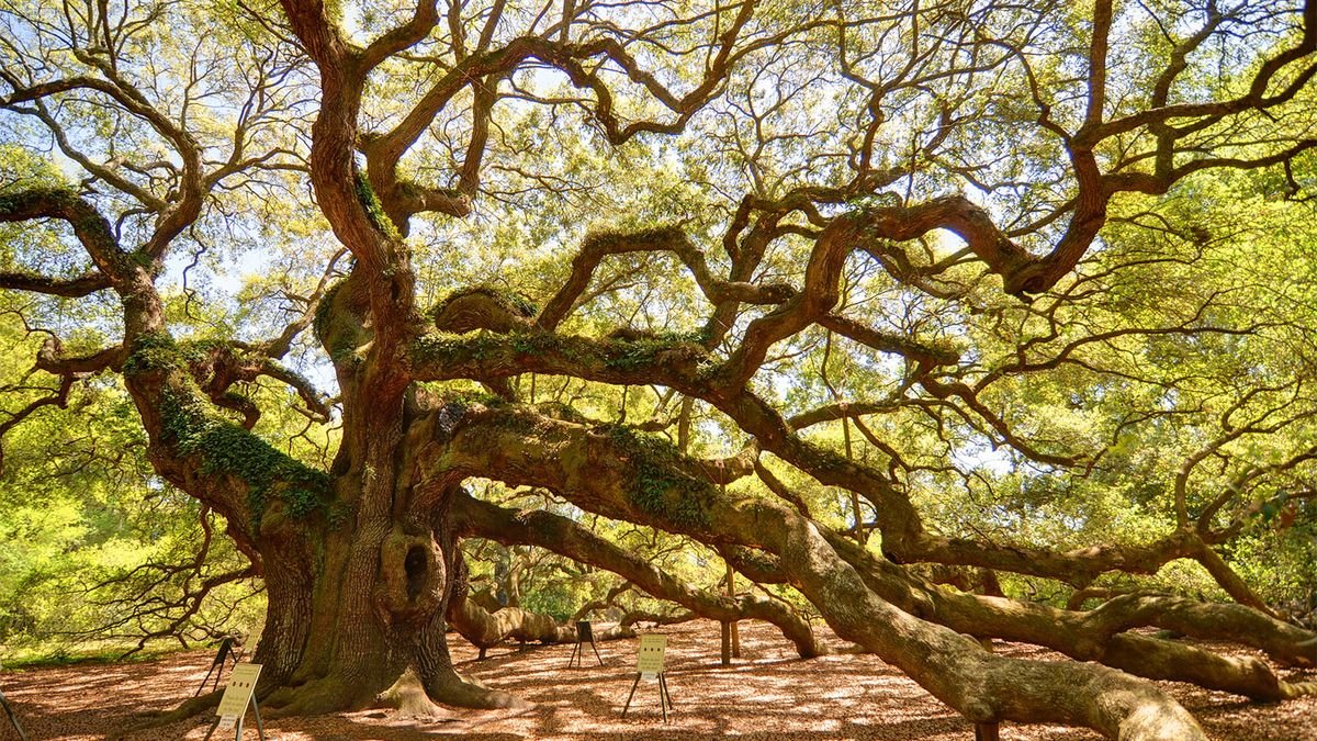 Massive 'Angel Oak' Has Witnessed 500 Years of South Carolina History