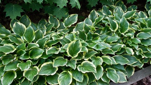 Did You Know You Can Eat Hostas?
