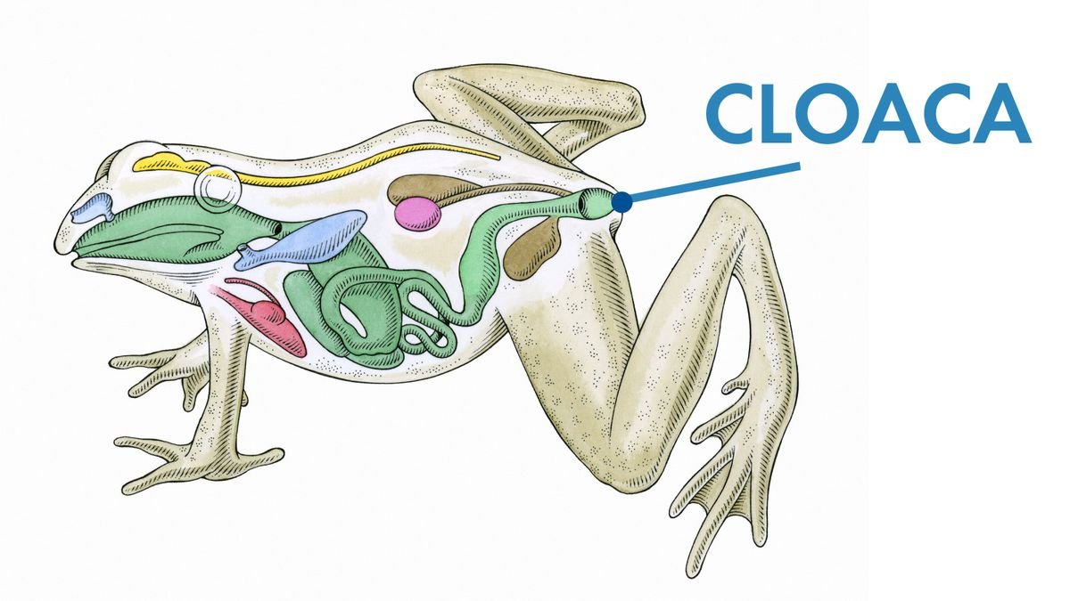 Many Animals Have a Cloaca, But Humans Should Not