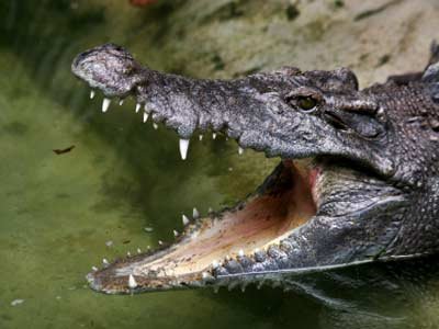Did Crocodiles Descend From Dinosaurs?