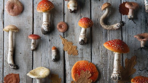 3 Major Types of Mushrooms: Edible, Wild and Poisonous