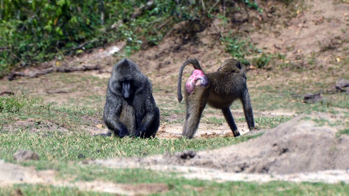 Baboons: The Monkeys With the Scarlet Booties