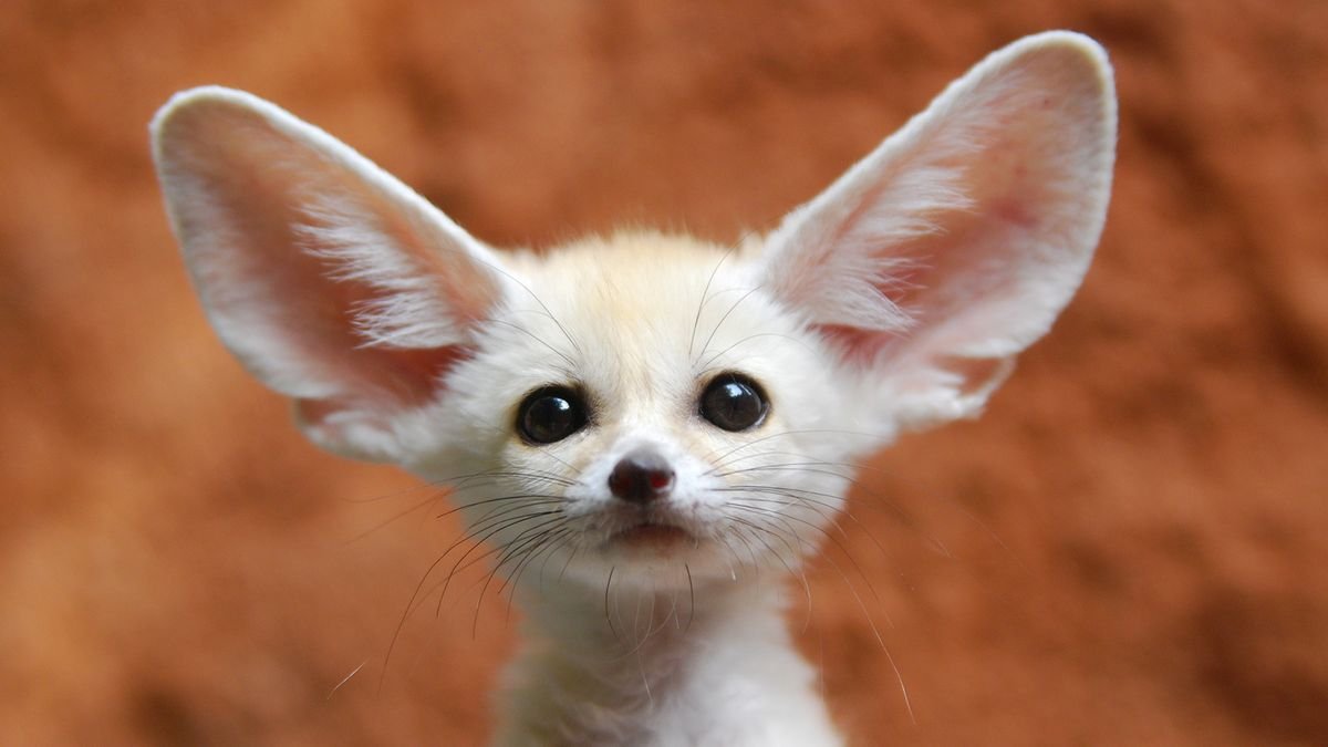 11 of the Cutest Animals — And Why Humans Love Them