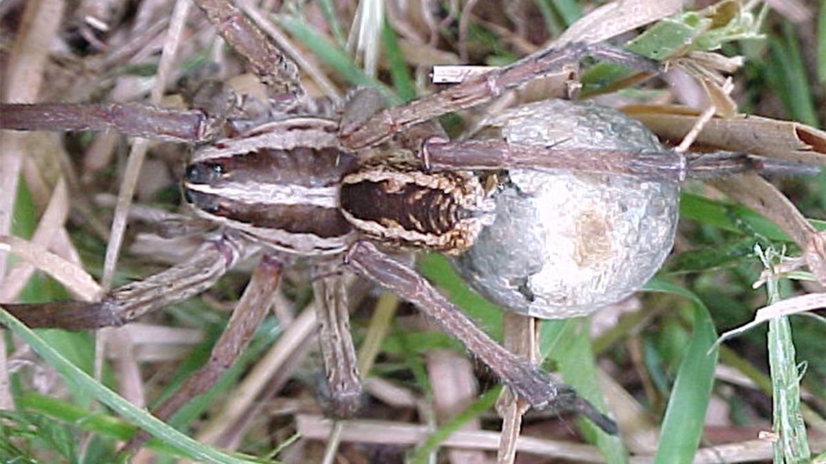 Don't Be Afraid of the Big, Bad Wolf Spider