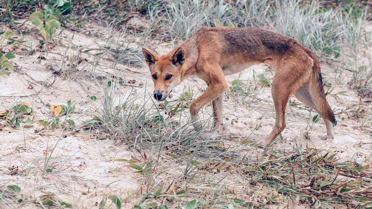 Are Dingoes Dangerous (and Did One Really Eat a Baby)?