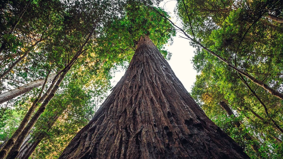 These Giants Are the 7 Tallest Trees in the World — Plus More About Trees