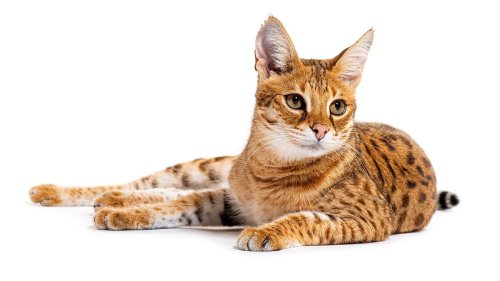 15 Most Expensive Cat Breeds in the World — Plus More About Cats