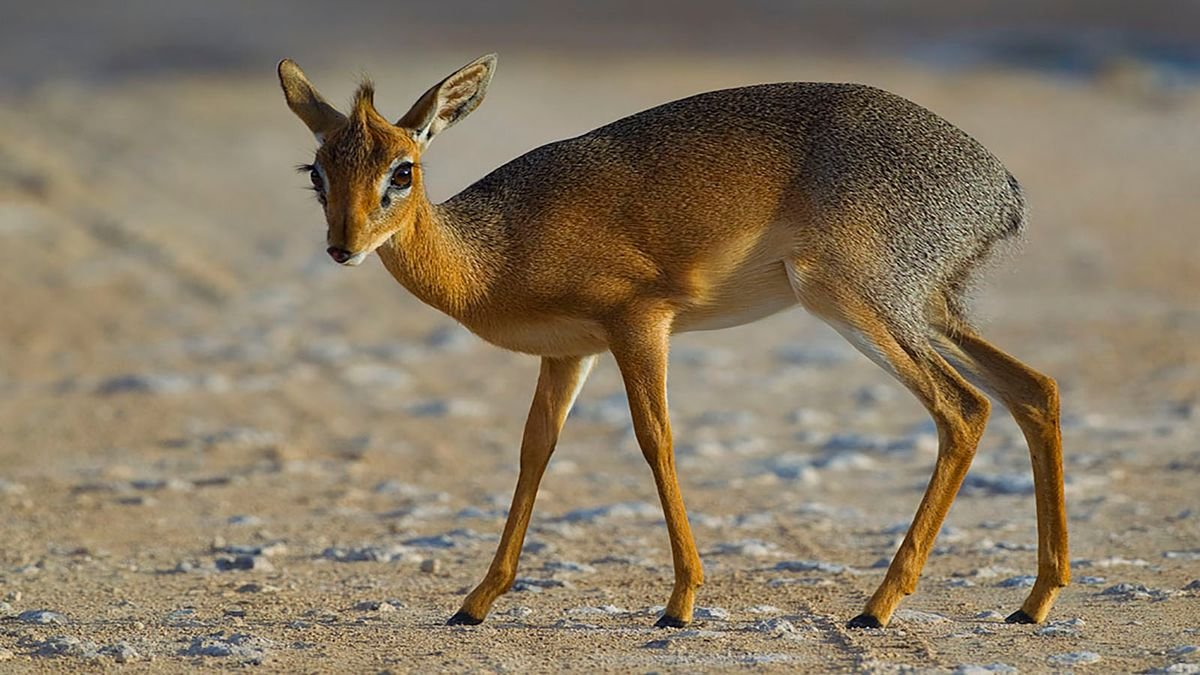 5. Dik-dik: The Tiny Antelope With the Embarrassing Name